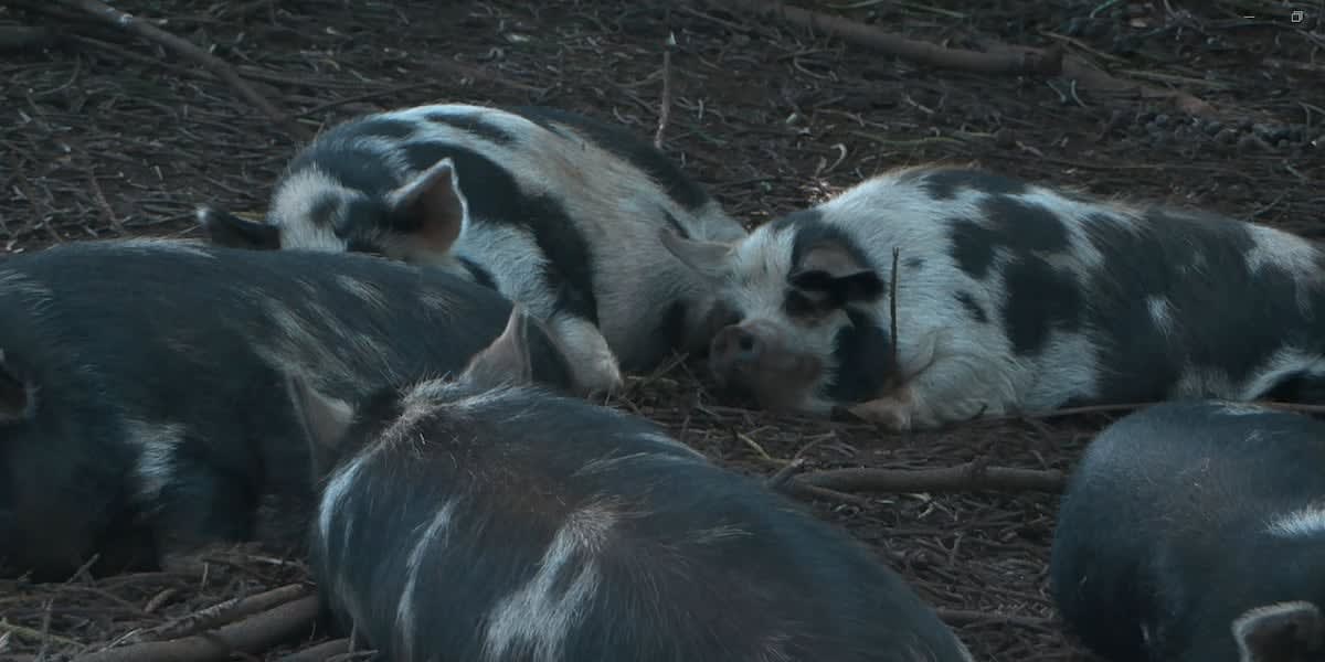 Rescued pigs at Maui Pig Sanctuary receiving care from founder Jillian Vickers
