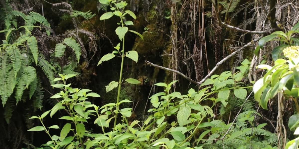 Native Hawaiian birds thriving in protected sanctuary habitat free from predators