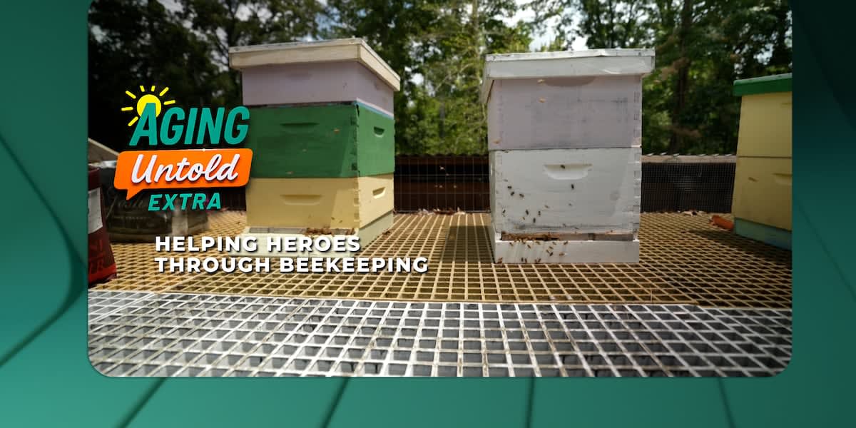 Veteran beekeeper in protective gear inspecting frames from beehive at apiary