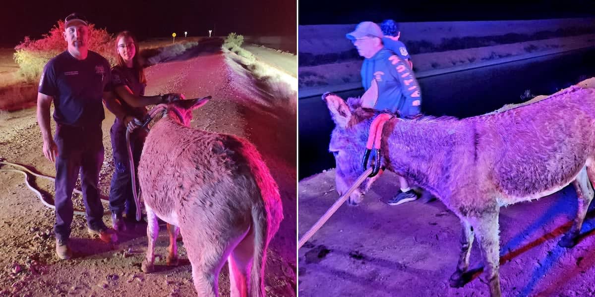 Firefighters using ropes to rescue a donkey from a water canal in Arizona