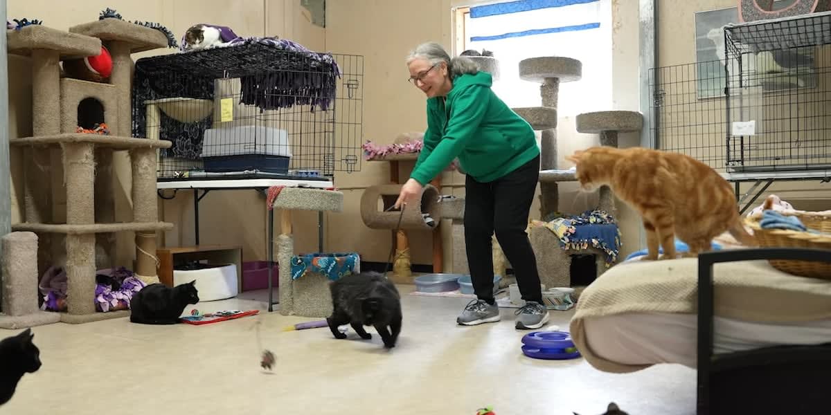 Oregon Cat Sanctuary Volunteers Find Healing Through Service