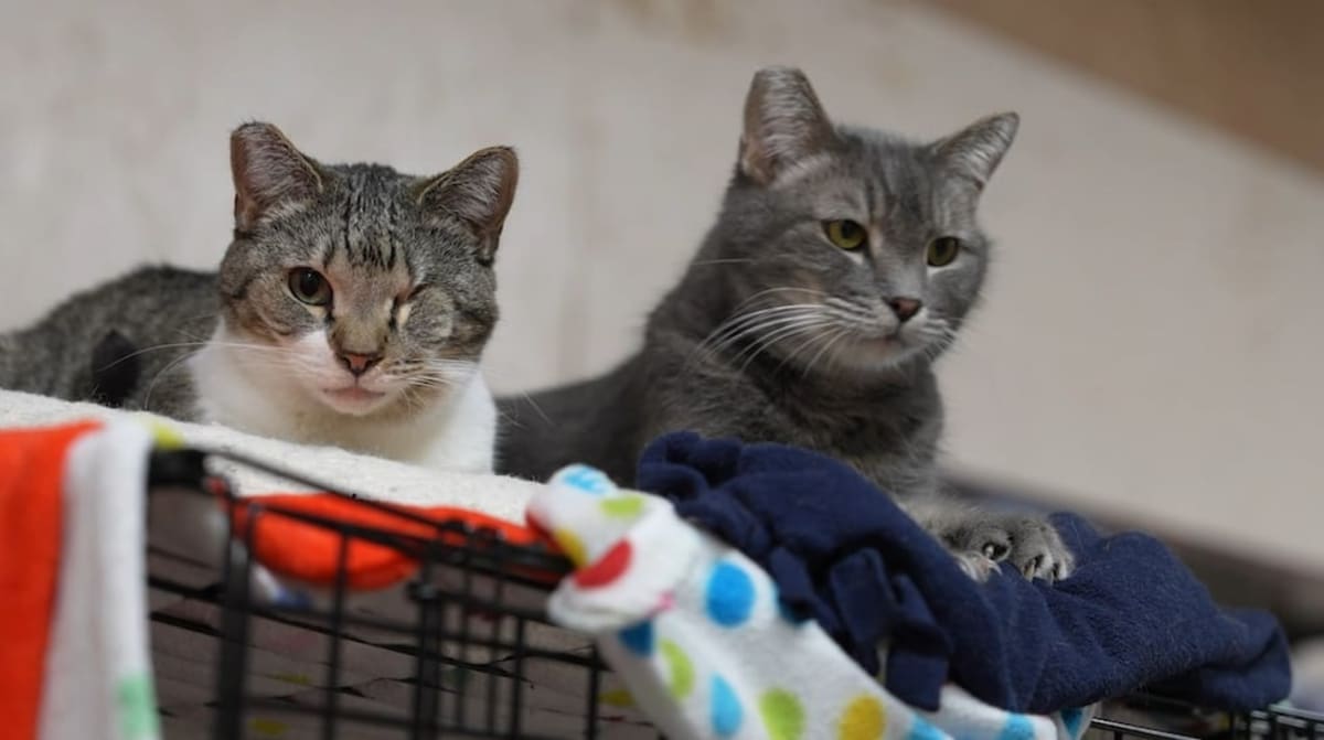Oregon Cat Sanctuary Volunteers Find Healing Through Service - Image 2