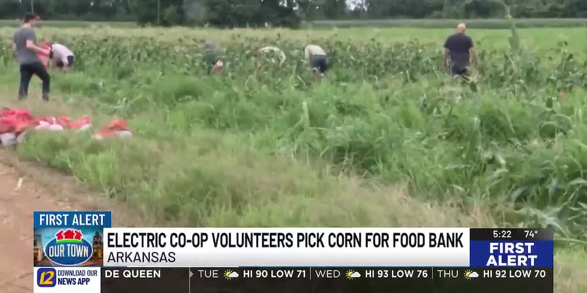Volunteers picking rows of fresh sweet corn in Arkansas field for regional food bank distribution