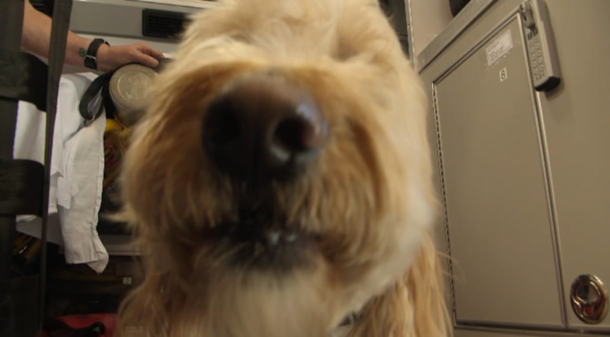 Therapy Dog Kooper Saves Lives at Iowa Fire Department - Image 4