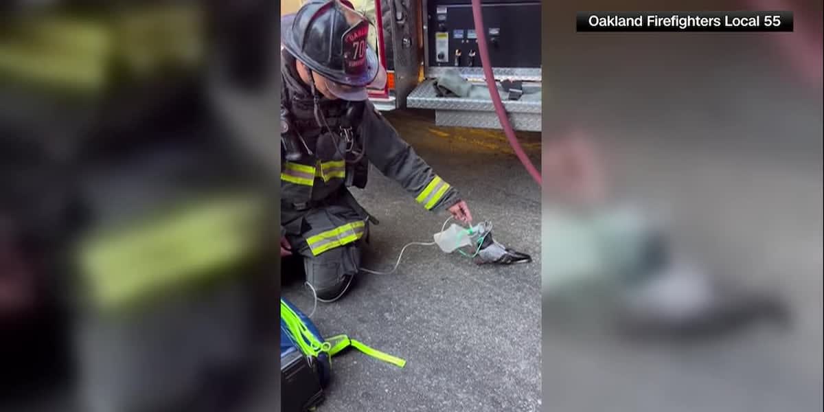 Oakland firefighter providing oxygen mask to distressed pigeon after vehicle fire rescue