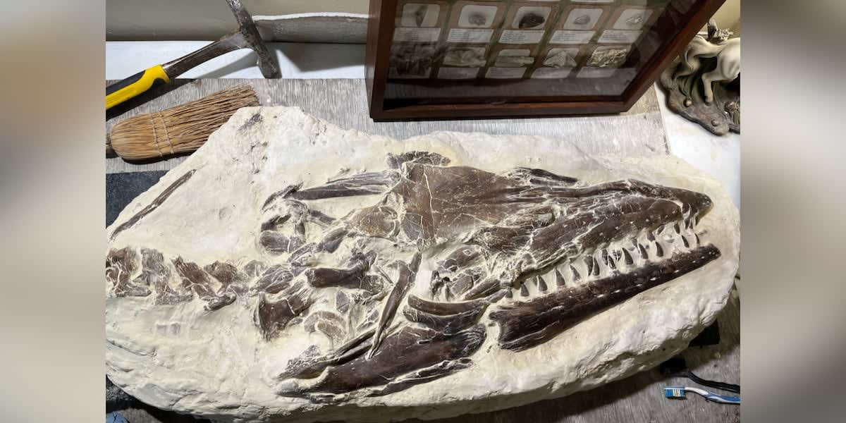 12-Year-Old Finds 80-Million-Year-Old Sea Monster Fossil