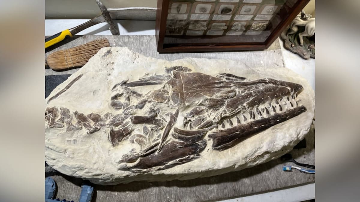 12-Year-Old Finds 80-Million-Year-Old Sea Monster Fossil - Image 2