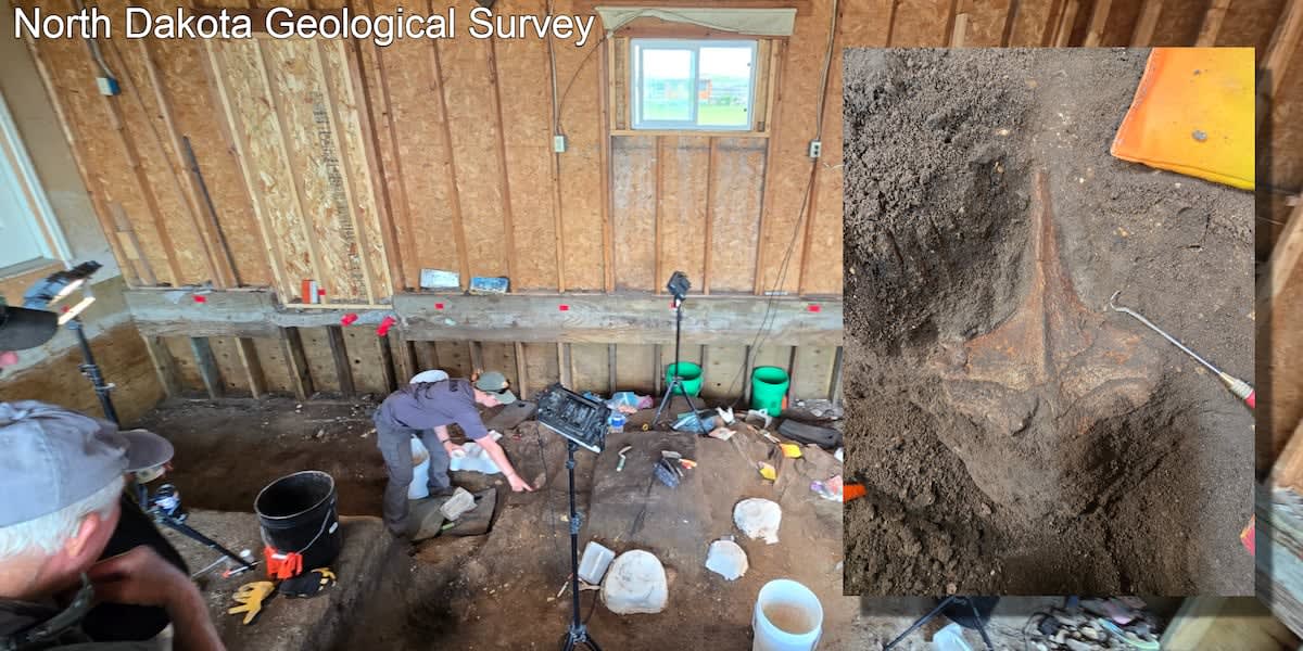 Paleontologists carefully excavating ancient mammoth bones from beneath a demolished garage floor in North Dakota