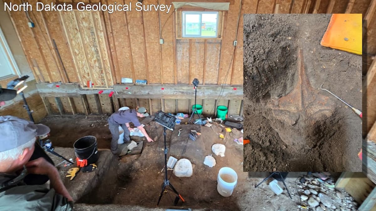 North Dakota Mammoth Found Under Garage Gets Second Chance - Image 2