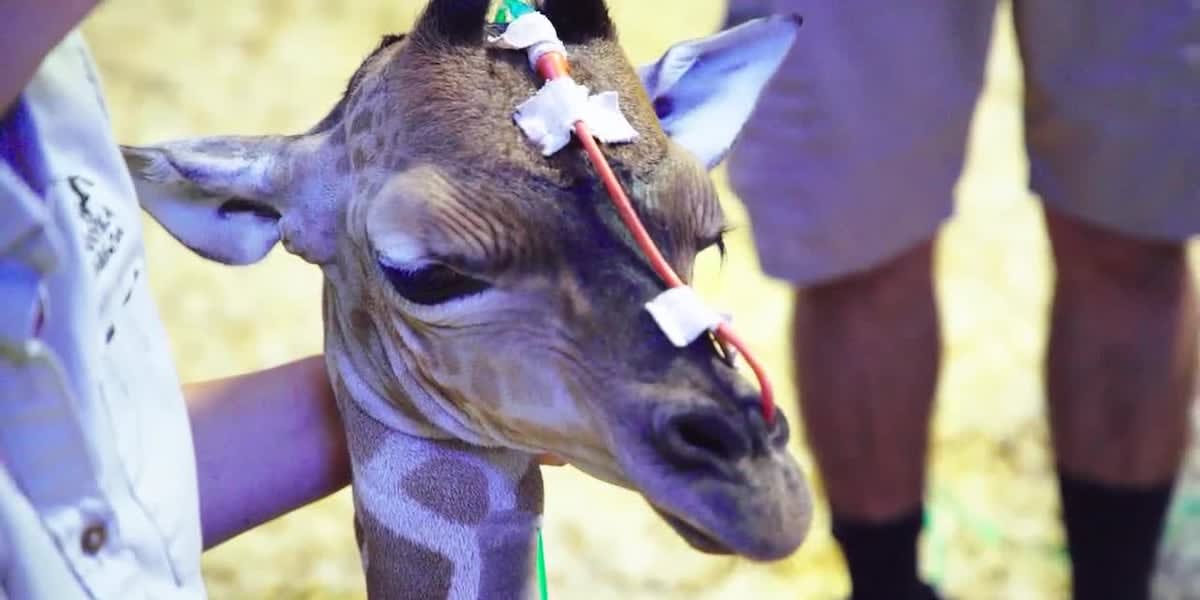 Premature Giraffe Beats the Odds at Kansas Wildlife Park