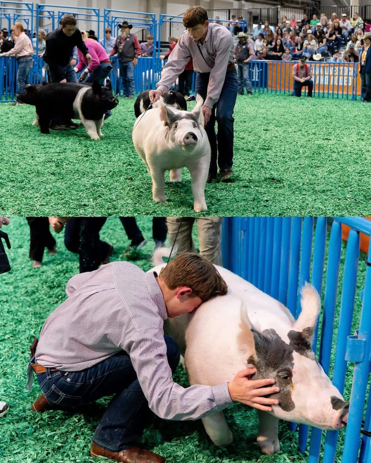 Texas Teen's Pig Eddie Wins Grand Champ, Sells for $505K - Image 5