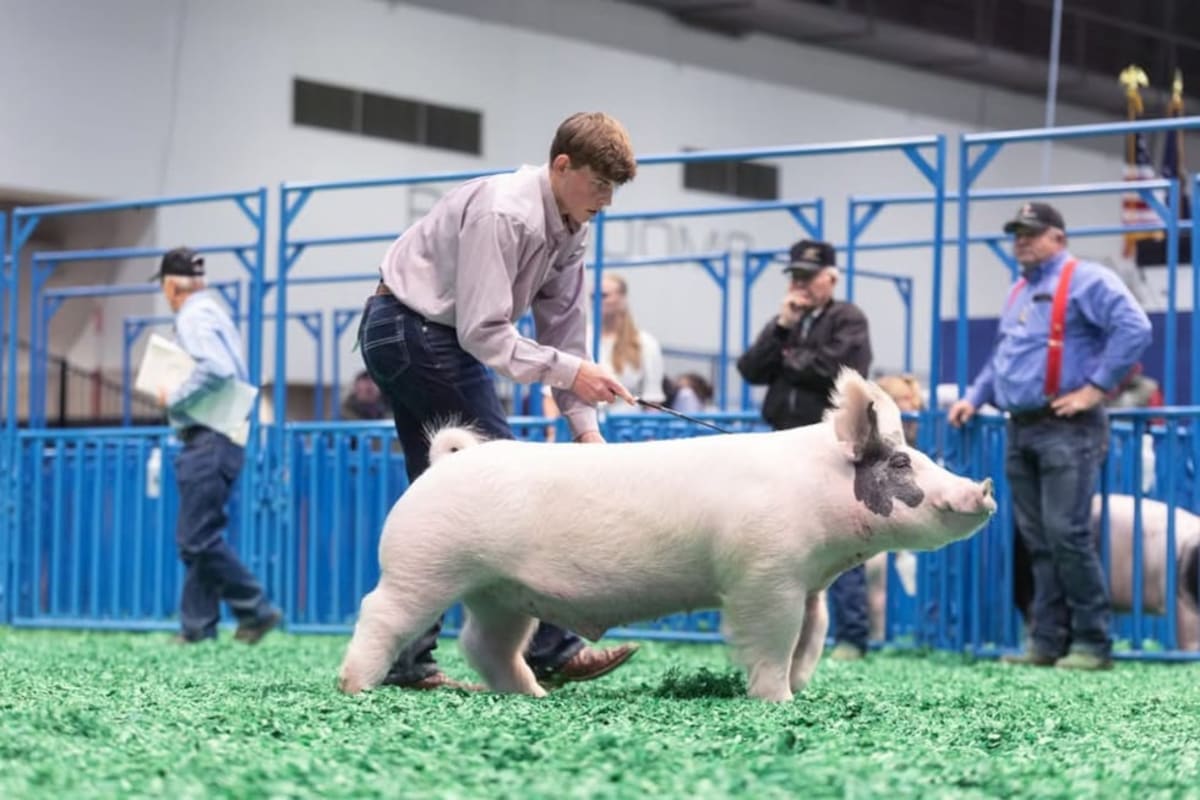 Texas Teen's Pig Eddie Wins Grand Champ, Sells for $505K - Image 2