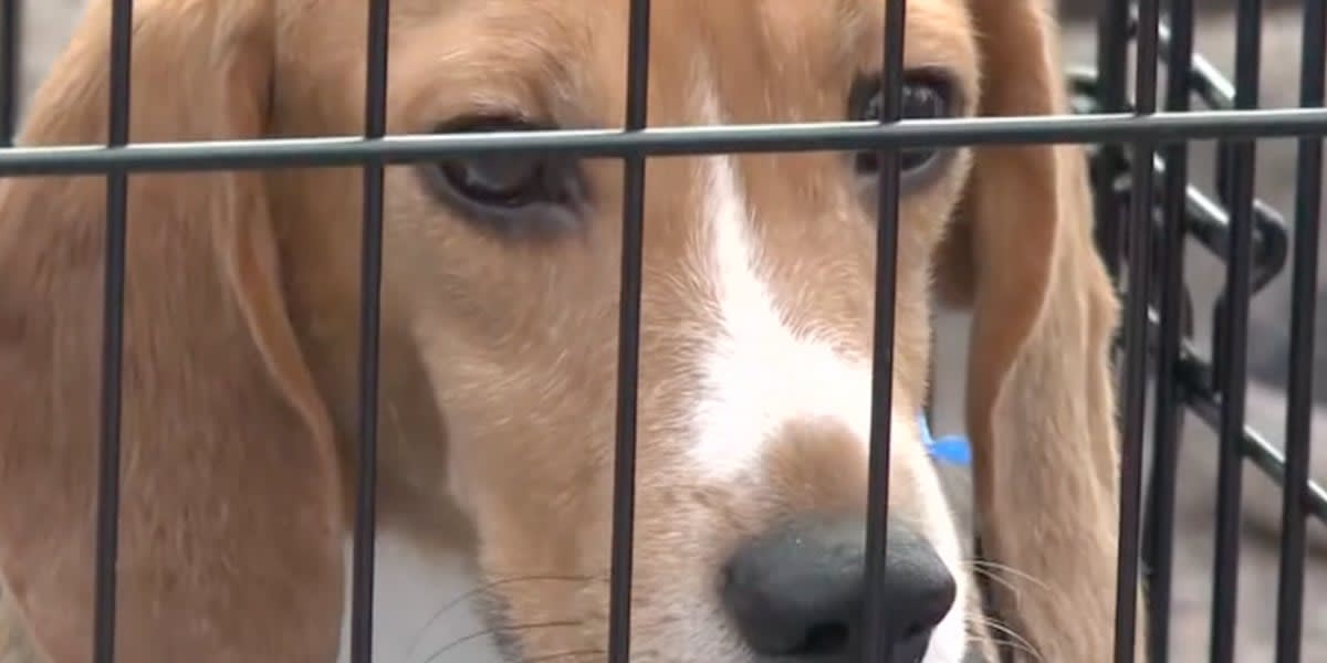 Happy beagle dog being held lovingly by rescue worker after being saved from research facility