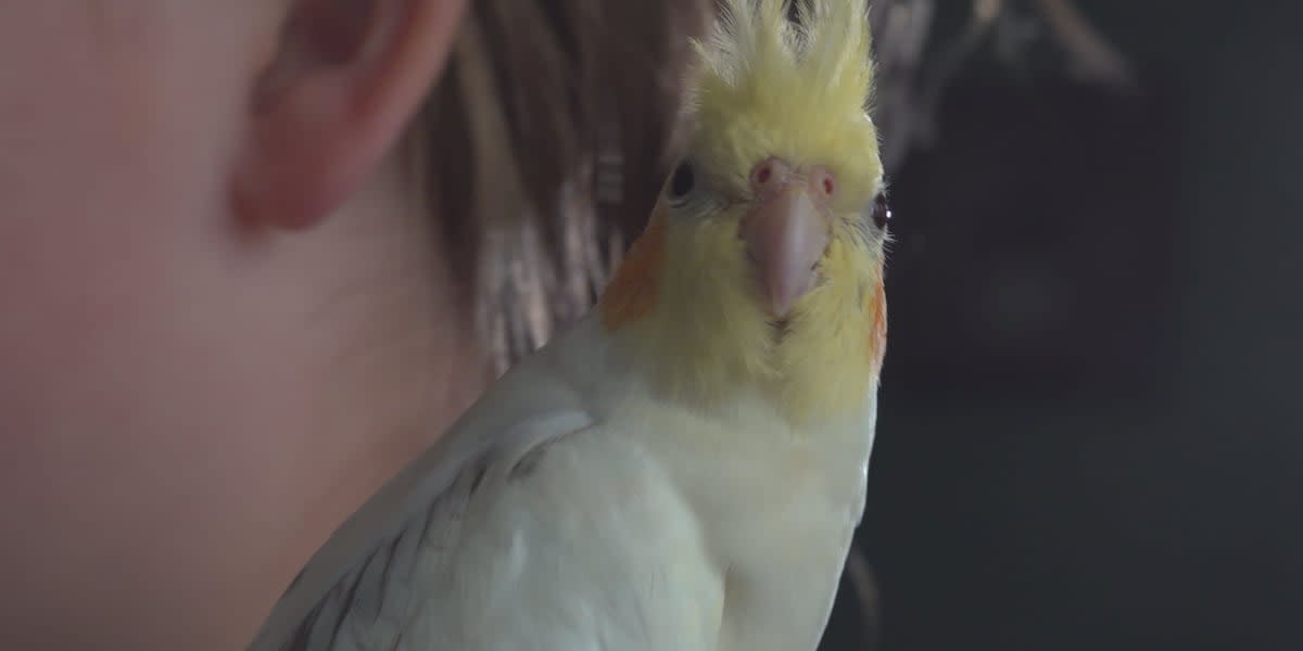 Cockatiel bird perched near mini golf course window at Maine ice cream shop