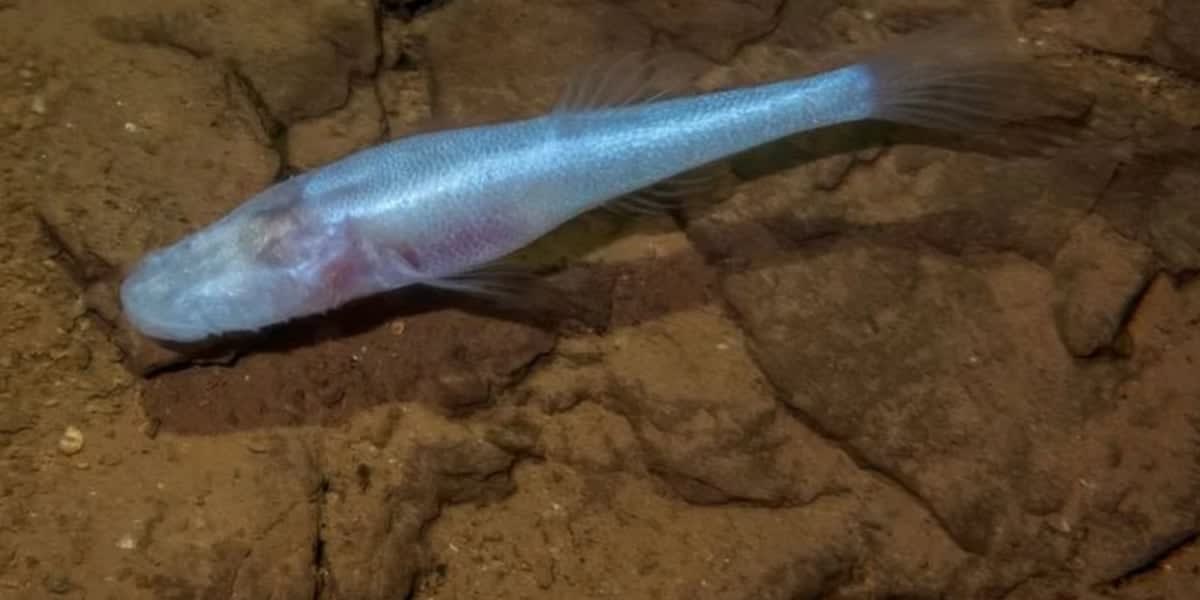 Alabama Scientists Discover New Cavefish Species