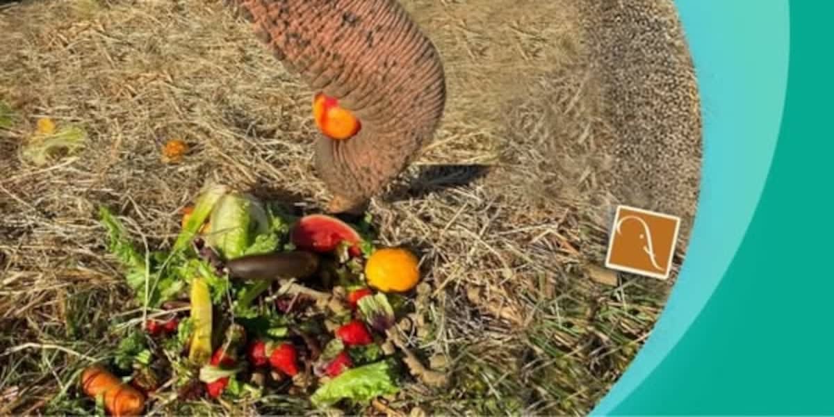 Rescued elephants at Georgia refuge receiving fresh produce from community volunteers