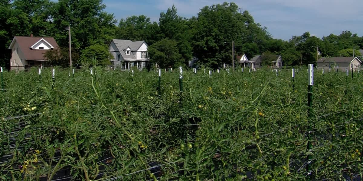 Decatur Community Garden Tackles Food Insecurity Year-Round