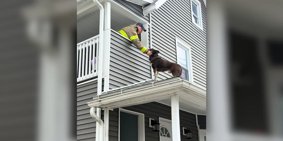 Firefighters helping rescue dog trapped on residential rooftop in Binghamton New York