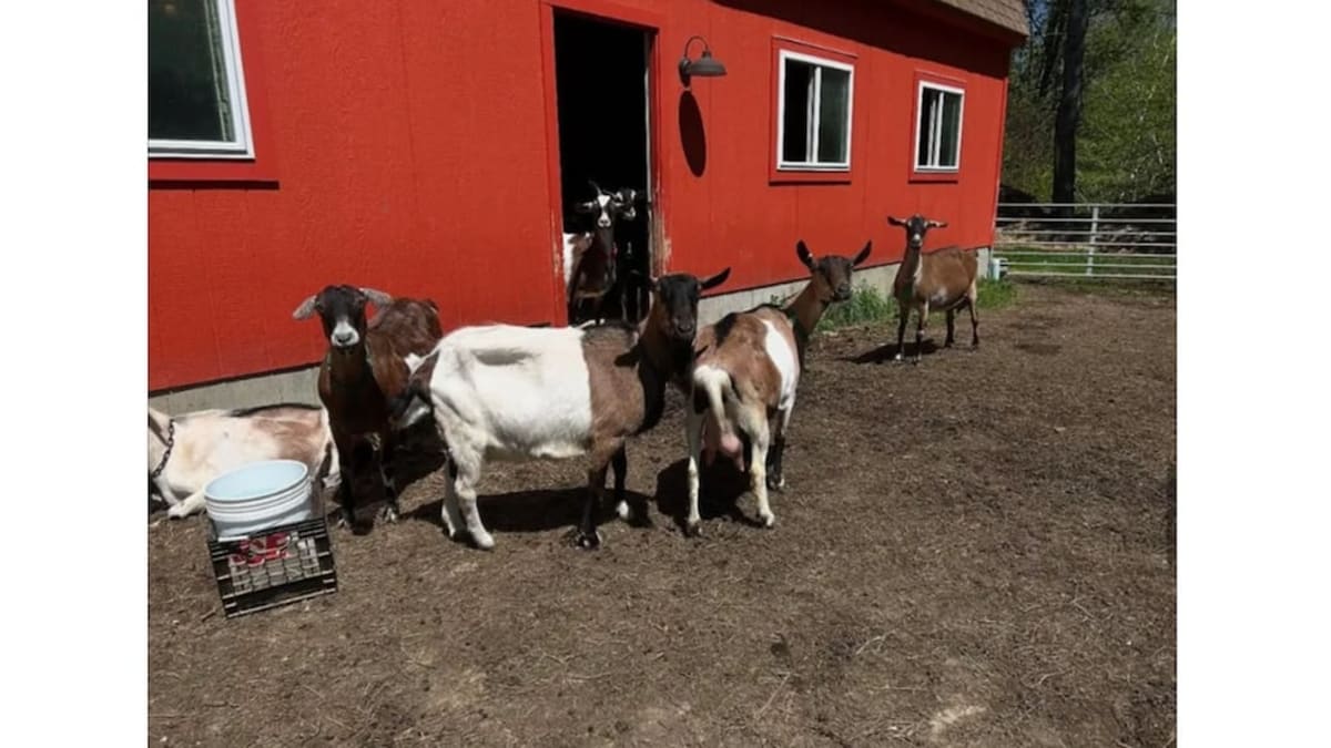 Vermont Dairy Retires 53 Goats for Therapy Work - Image 3