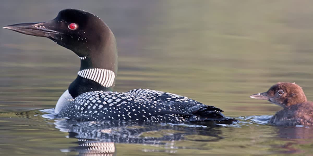 Vermont Loons Soar from 15 to 115 Nesting Pairs
