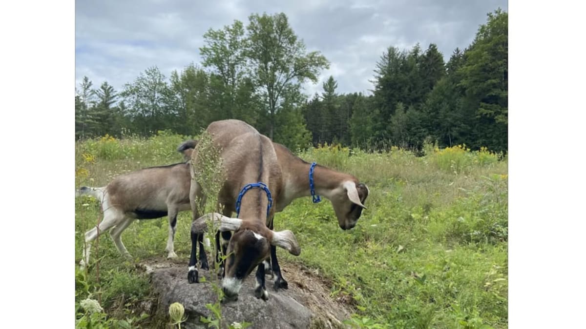 Vermont Dairy Retires 53 Goats for Therapy Work - Image 4