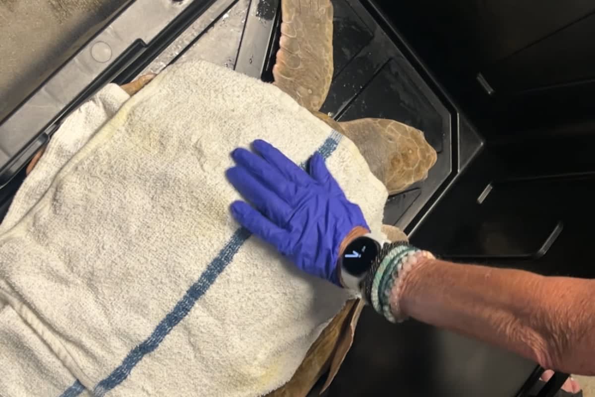 Folly Beach Volunteers Collect 10K Pieces of Trash in 2 Hours - Image 2