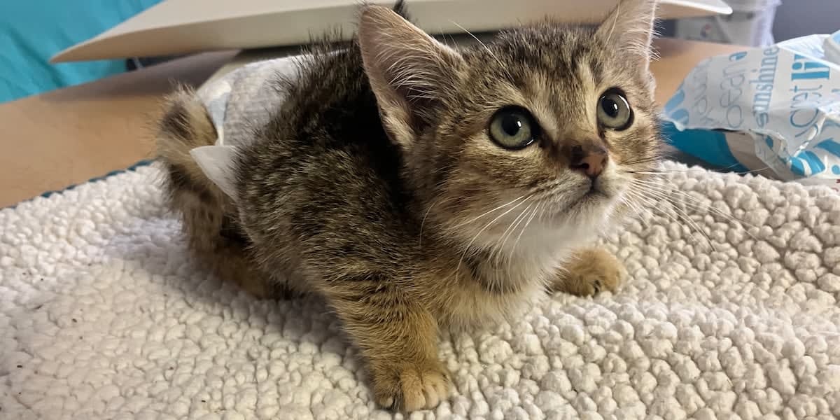 Volunteer bottle feeding tiny newborn kitten wrapped in soft blanket at home