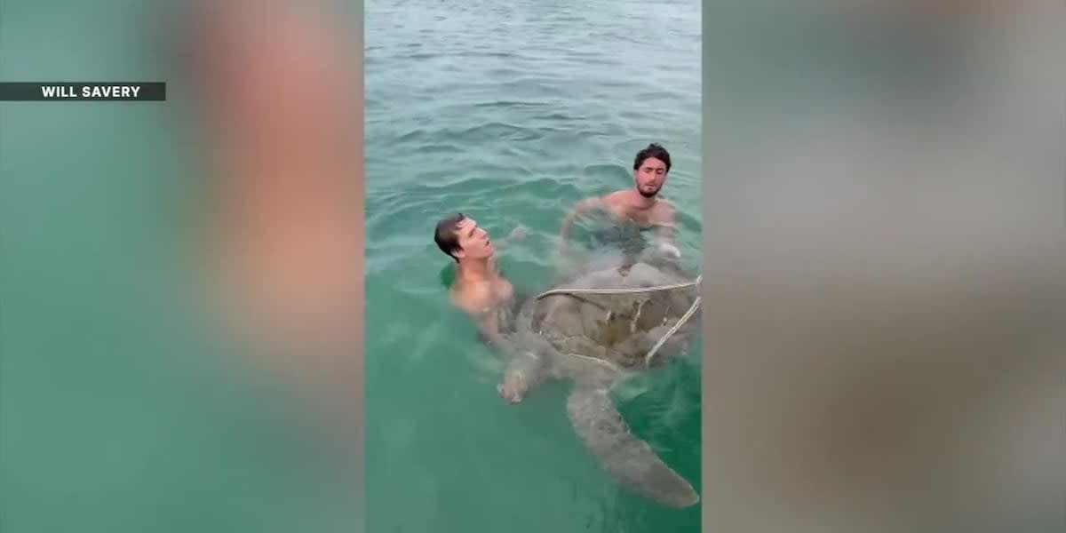 Four men in boat working together to rescue large injured sea turtle from Florida waters