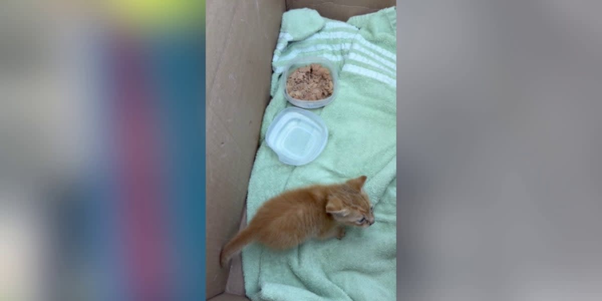 Orange tabby cat sitting near electric vehicle tire where rescue took place