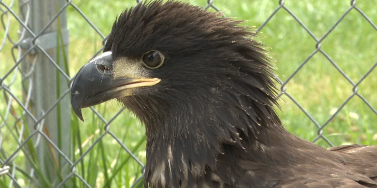 Young bald eagle named Snow with wrapped wing at Michigan wildlife rehabilitation center