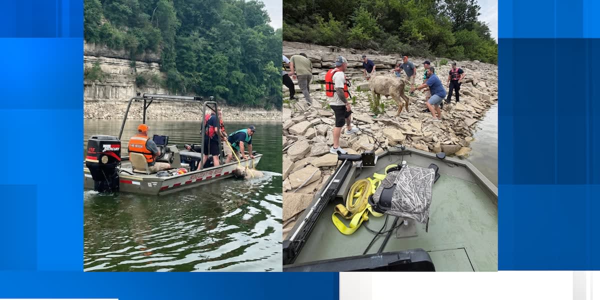 Kentucky Firefighters Save Stranded Cow From Lake