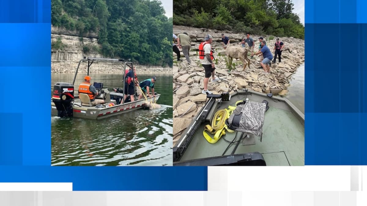 Kentucky Firefighters Save Stranded Cow From Lake - Image 2