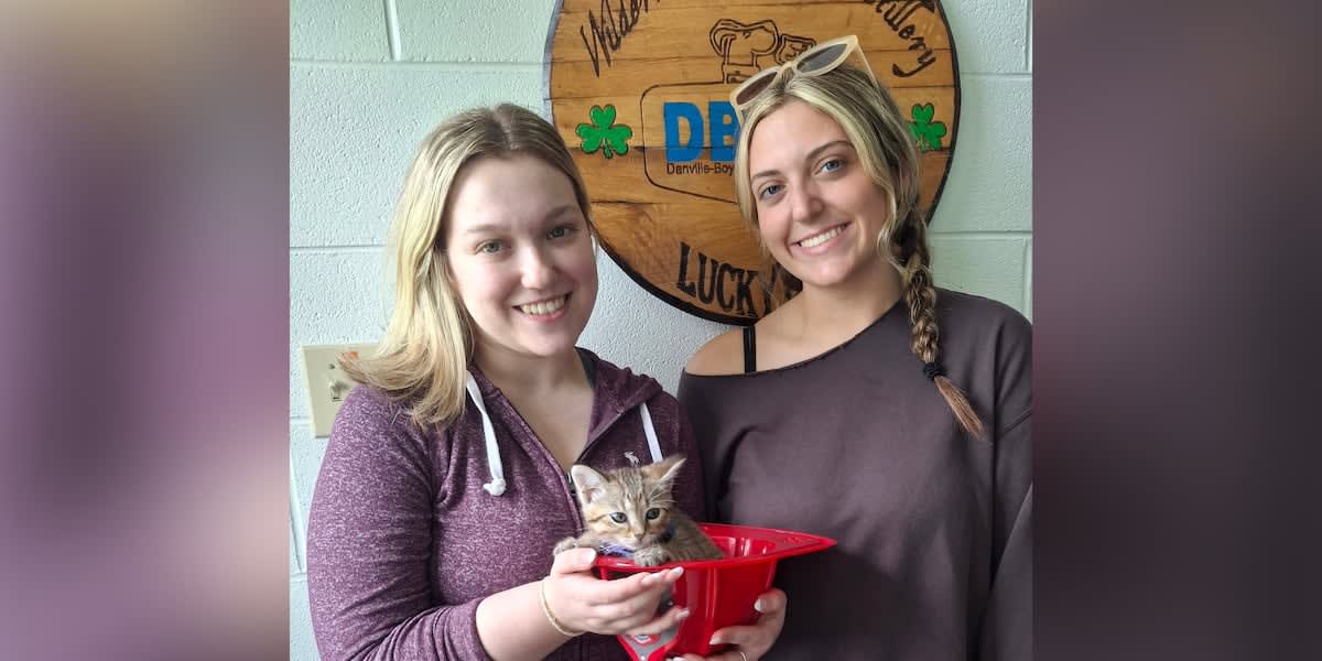 Small rescued kitten held safely by Danville firefighter after drain rescue