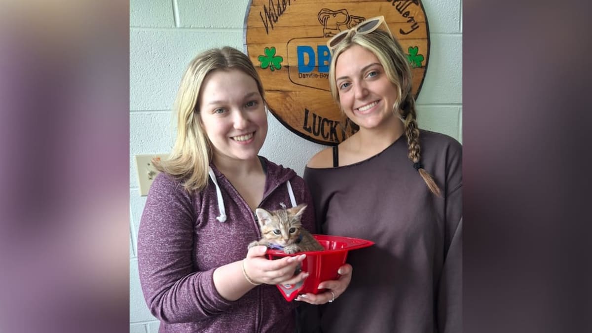 Kitten Named Drain-O Finds Home After Firefighter Rescue - Image 2