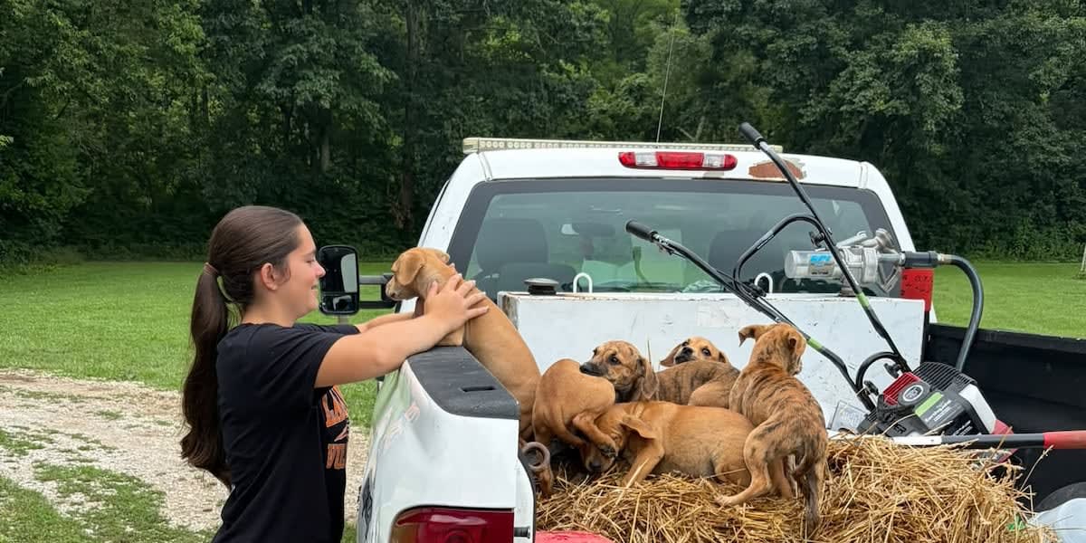 Multiple small puppies rescued from roadside in Bourbon County Kentucky