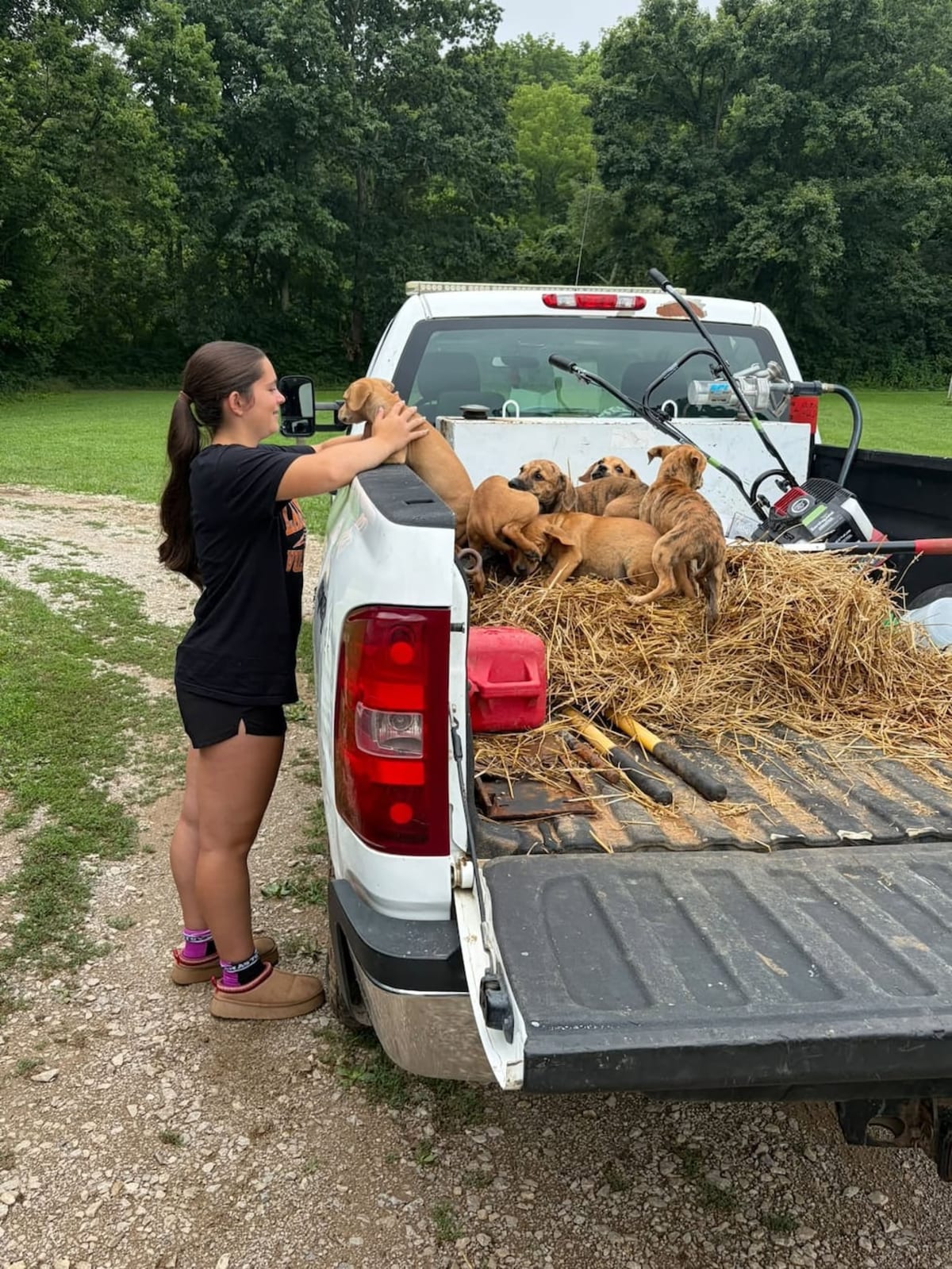 Kentucky Woman Rescues Abandoned Puppies Near Soccer Field - Image 2