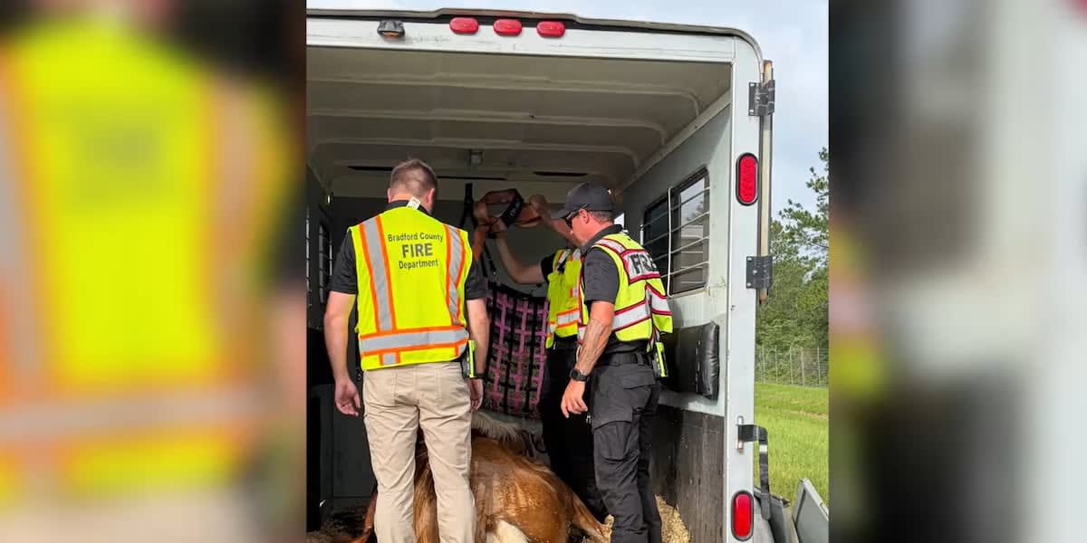 Florida Firefighters Save Overheated Horse in Trailer