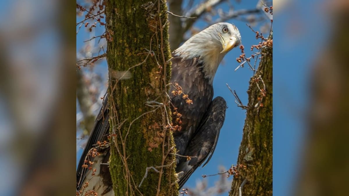 Nashville Wildlife Center Releases Healed Bald Eagle - Image 2