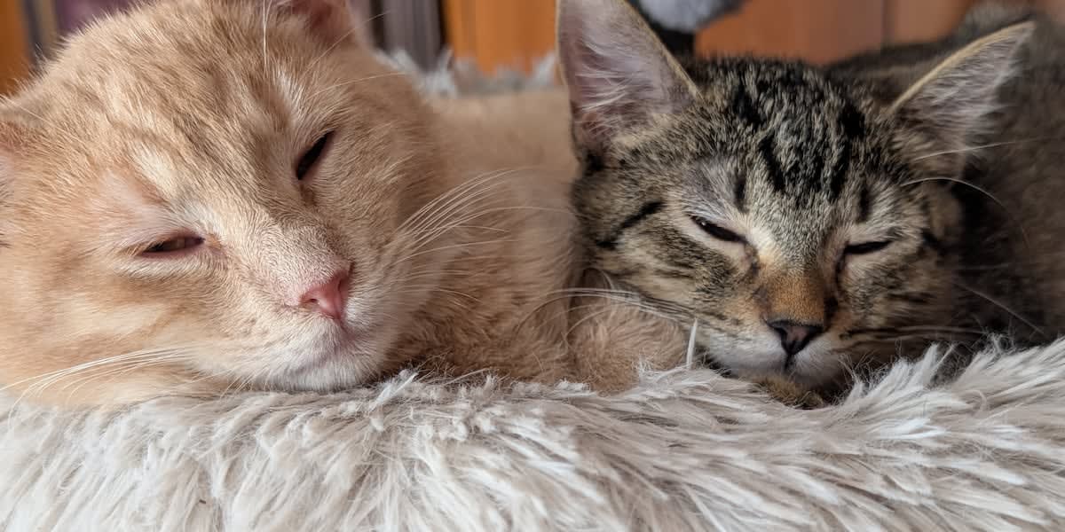 Wisconsin Animal Rescue Seeks Volunteers for 16 Pets