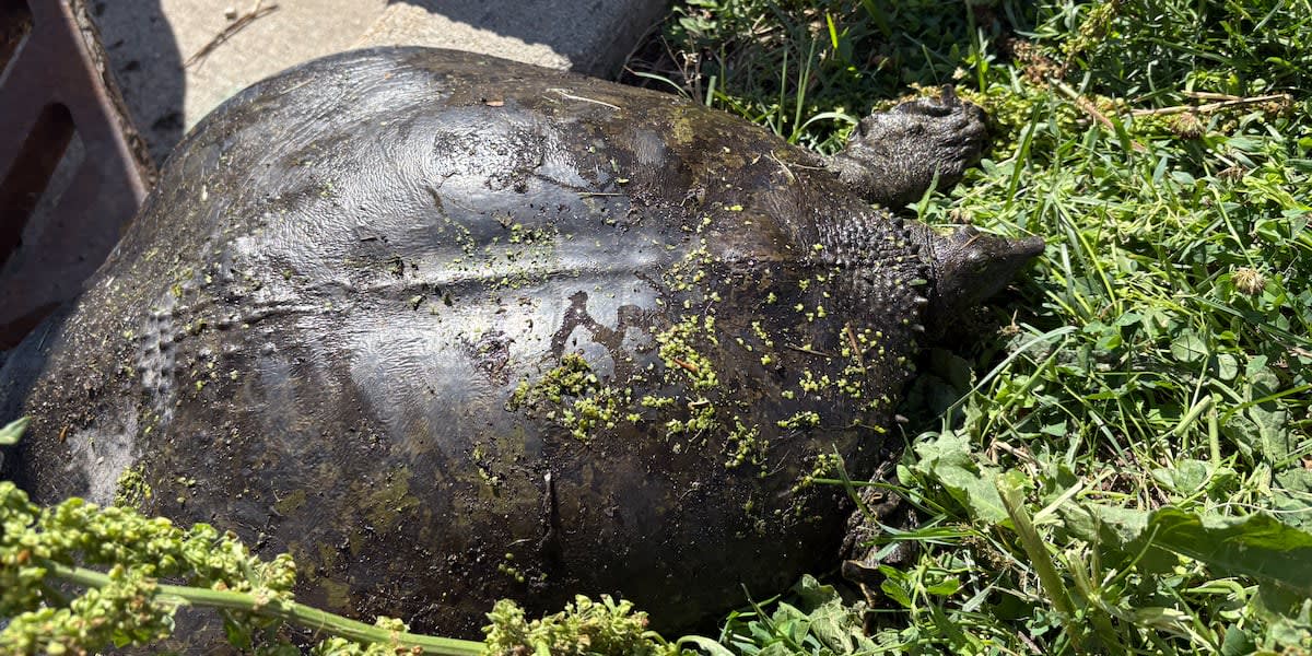 Firefighter lifting turtle from storm drain while children watch nearby in Monona Wisconsin