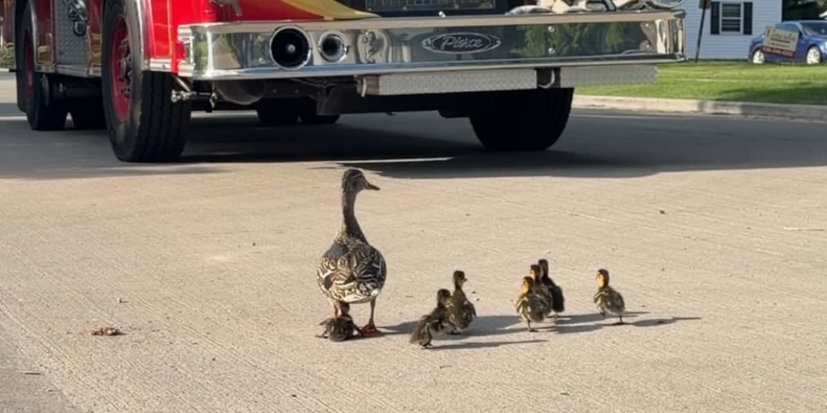 Firefighter carefully lifts duckling from storm drain while mother duck watches nearby in Beaver Dam