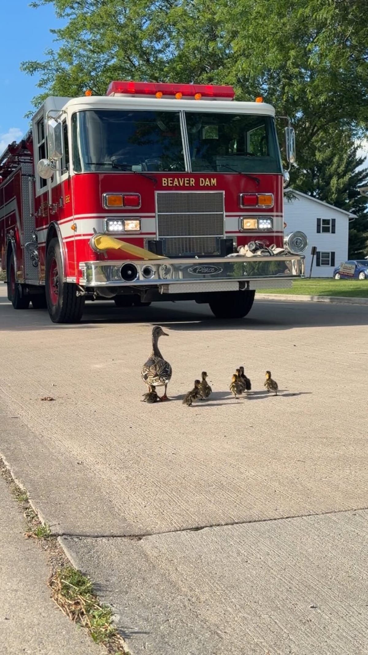 Firefighters Rescue Ducklings from Wisconsin Storm Drain - Image 4