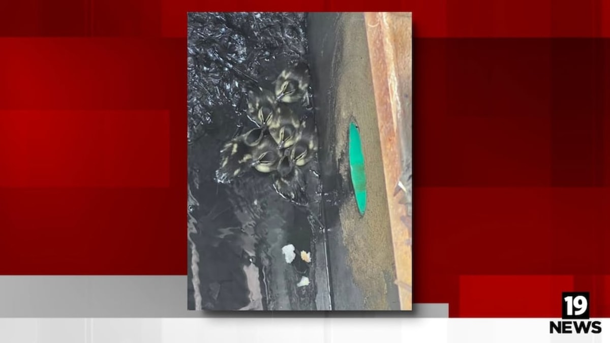 Ohio Firefighters Save Ducklings From Storm Drain - Image 3