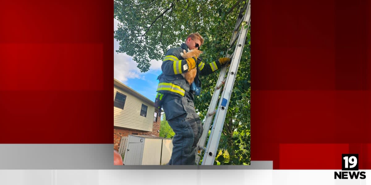 Firefighter in uniform holds rescued kitten after climbing ladder against tree in Ohio