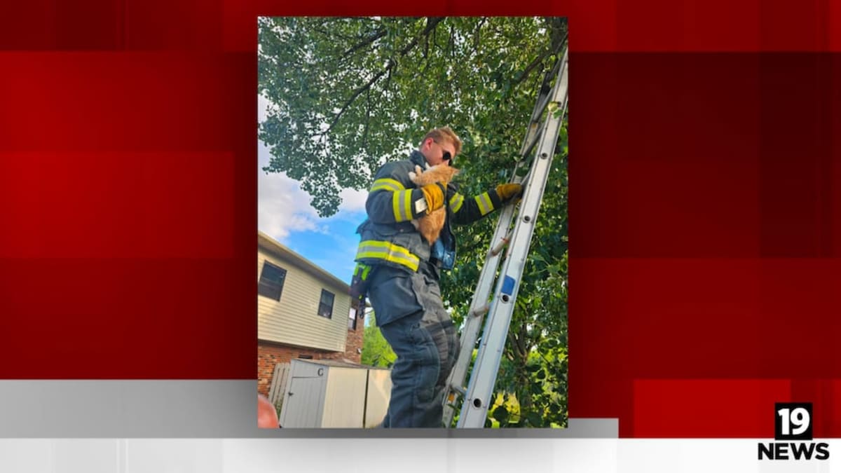 Firefighter Boone Rescues Kitten From Ohio Tree - Image 2