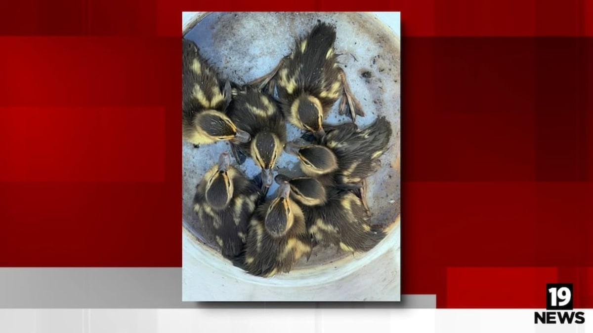 Ohio Firefighters Save Ducklings From Storm Drain - Image 2