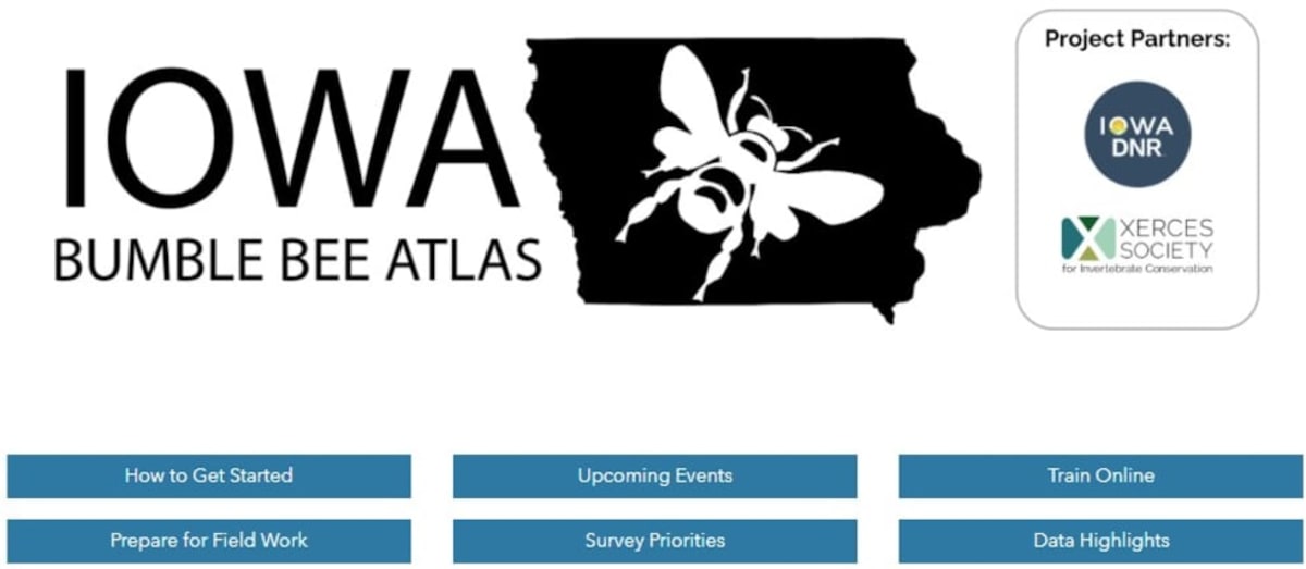 Iowa Needs Volunteers to Count Bumble Bees This Summer - Image 2