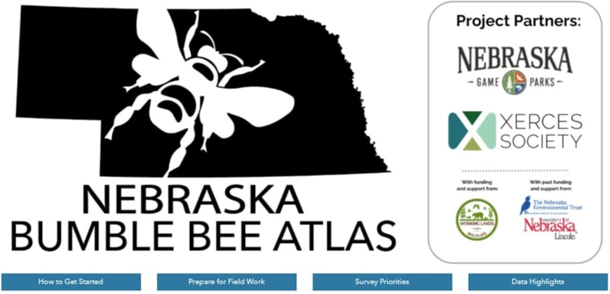 Iowa Needs Volunteers to Count Bumble Bees This Summer - Image 3