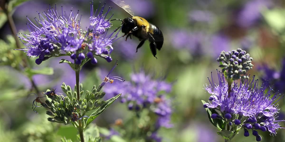 Iowa Needs Volunteers to Count Bumble Bees This Summer