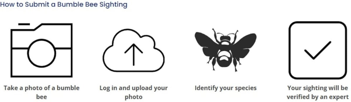 Iowa Needs Volunteers to Count Bumble Bees This Summer - Image 4